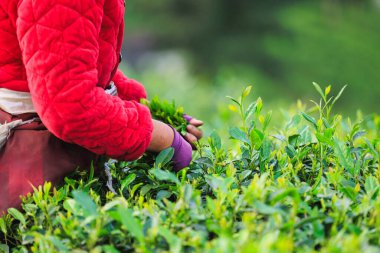 Dağlardaki çay çiftliğinde yeşil çay yaprakları toplayan kadınların yakın çekimi. 