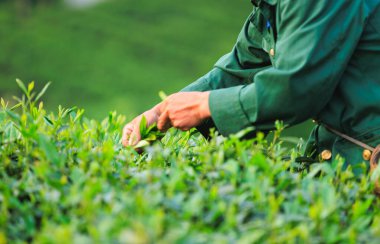 Dağlardaki çay çiftliğinde yeşil çay yaprakları toplayan yaşlı bir adam.