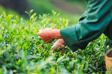 Dağlardaki çay çiftliğinde yeşil çay yaprakları toplayan yaşlı bir adam.