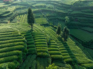 Çin çay çiftliğinin insansız hava aracı manzarası 