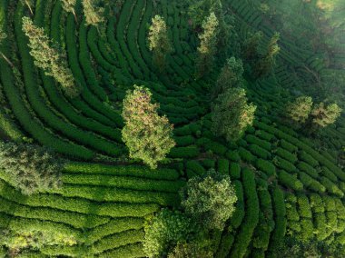Sabah Çin çay çiftliği manzarası 
