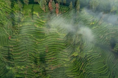 Çin çay çiftliği manzarası gündüz görünümü 