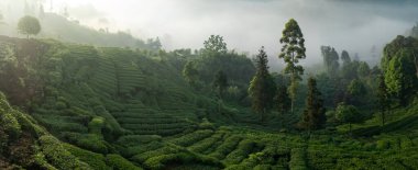 Çin 'de çay çiftliği manzarası, hava manzarası. 