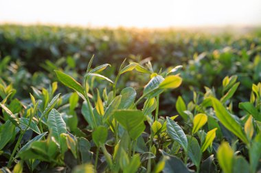 Gündüz vakti dağlarda yeşil çay yaprakları 