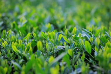 Baharda yeşil çay bitkileri ve yapraklar dağlarda 