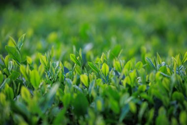 Baharda dağlarda yeşil çay çalıları 