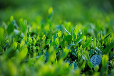 Dağlardaki yeşil çay bitkilerinin makro çekimi. 