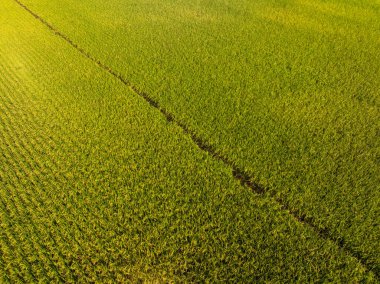Sonbahar tarlasında pirinç taneleri yetişiyor