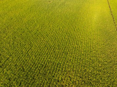 Sonbahar tarlasında pirinç taneleri yetişiyor