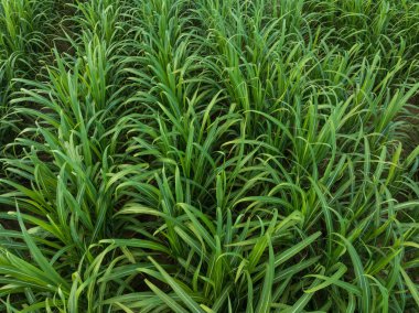 Şeker kamışı bitkileri tarlada yetişir