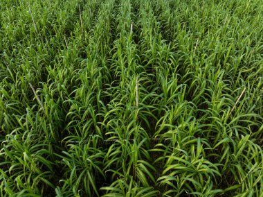 Tarlada büyüyen şeker kamışı bitkilerinin havadan görünüşü