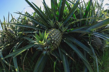 Bahçedeki ağaçta ananas yetişir, yakın çekim manzarası 