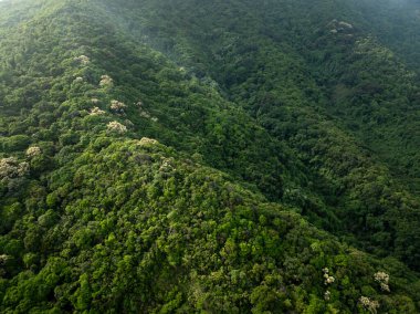 İlkbaharda çiçek açan kastanopsis fissa ağaçlarıyla yeşil ormanın havadan görünüşü