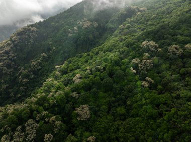 İlkbaharda çiçek açan kastanopsis fissa ağaçlarıyla yeşil ormanın havadan görünüşü