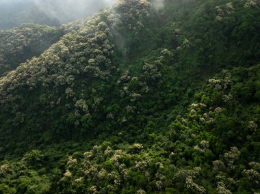 İlkbaharda çiçek açan kastanopsis fissa ağaçlarıyla yeşil ormanın havadan görünüşü