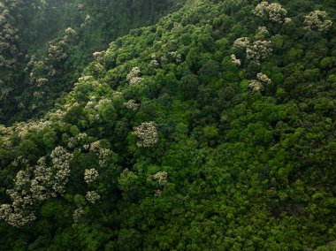 İlkbaharda çiçek açan kastanopsis fissa ağaçlarıyla yeşil ormanın havadan görünüşü