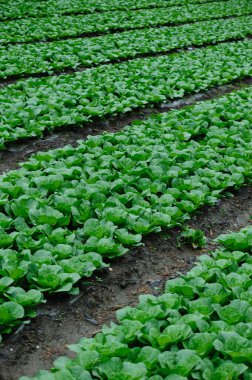 alan büyüyen Çin lahanası bitkileri 