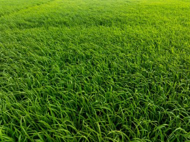 yaz aylarında yeşil pirinç tarlası