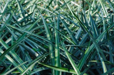 Bahçedeki ağaçta ananas yetişir.