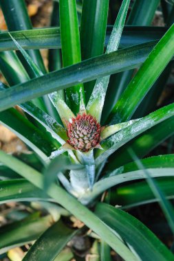 Bahçedeki ağaçta ananas yetişir.