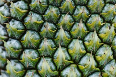 Bahçedeki ağaçta ananas yetişir.