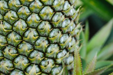 Bahçedeki ağaçta ananas yetişir.