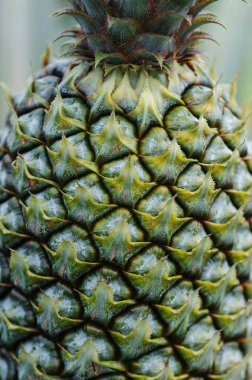 Bahçedeki ağaçta ananas yetişir.