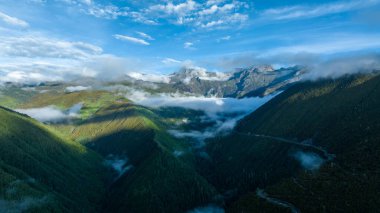Güzel yüksek irtifa sisli orman manzarası