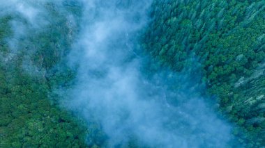 Sisin içinde güzel yüksek irtifa ormanı dağ manzarası