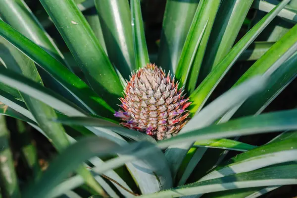 stock image Pineapple grow on tree in garden