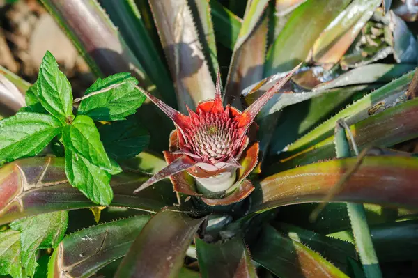 stock image Pineapple grow on tree in garden