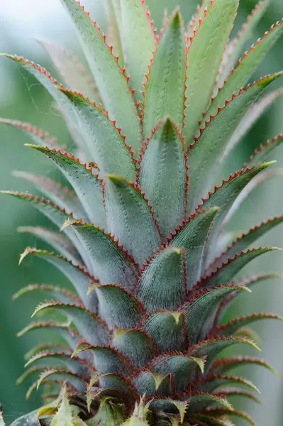 Stock image Pineapple grow on tree in garden