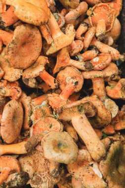 Bir sürü taze mantar toplanmış.