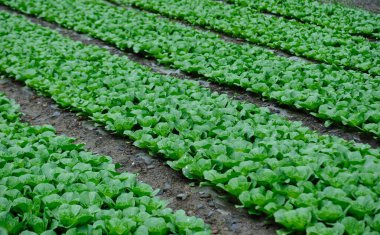 alan büyüyen Çin lahanası bitkileri