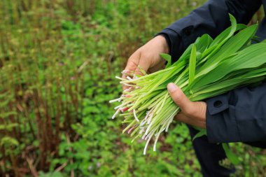 Yüksek rakımlı dağlarda yabani otları toplayan insanlar, Çin