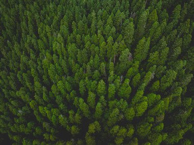Güzel orman manzarasının havadan görünüşü