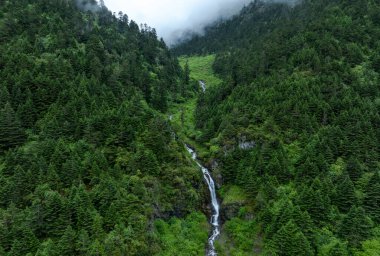 Güzel orman manzarasının havadan görünüşü