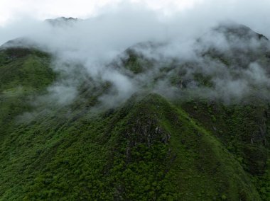 Güzel çayır ve orman manzarası.
