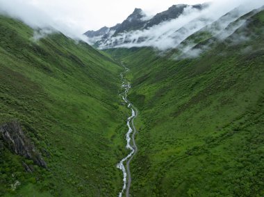 Güzel çayır ve orman manzarası.