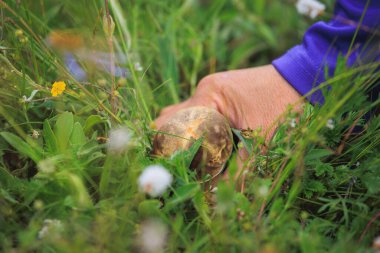 Çiçekli çayırlarda elle mantar topluyorum.