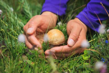 Çiçekli çayırlarda elle mantar topluyorum.