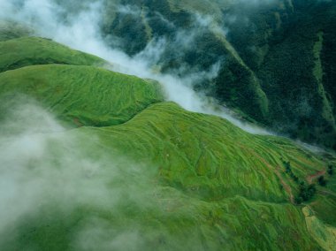 Güzel yüksek irtifa ormanı çayırlık dağ manzarası
