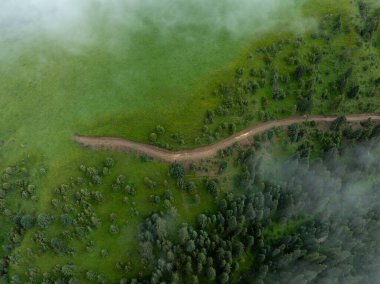 Güzel yüksek irtifa orman manzarası