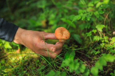 Ormanda mantar toplarken