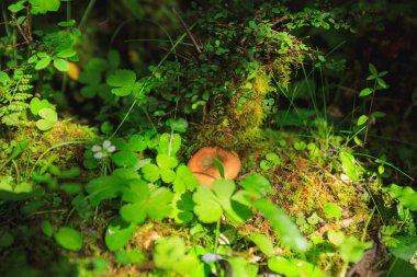 Çiçekli çayırlarda bir mantar