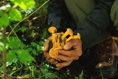 Chanterelle mantarı ormanda yetişiyor.