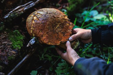 Porcini mantarı Çin ormanlarında yenilebilir.