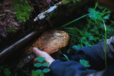 Porcini mantarı Çin ormanlarında yenilebilir.