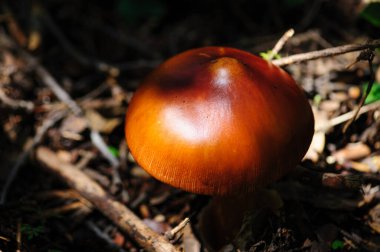 Amanita seesarea, Çin ormanlarında yenilebilir turuncu mantar.