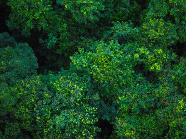 Tropikal ormandaki ağaçların havadan görünüşü